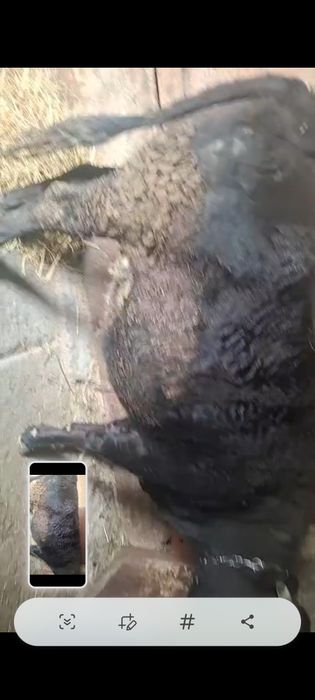 Коровы и быки ет мясо