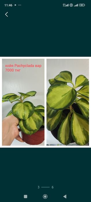 Продам   Хоя сортовая