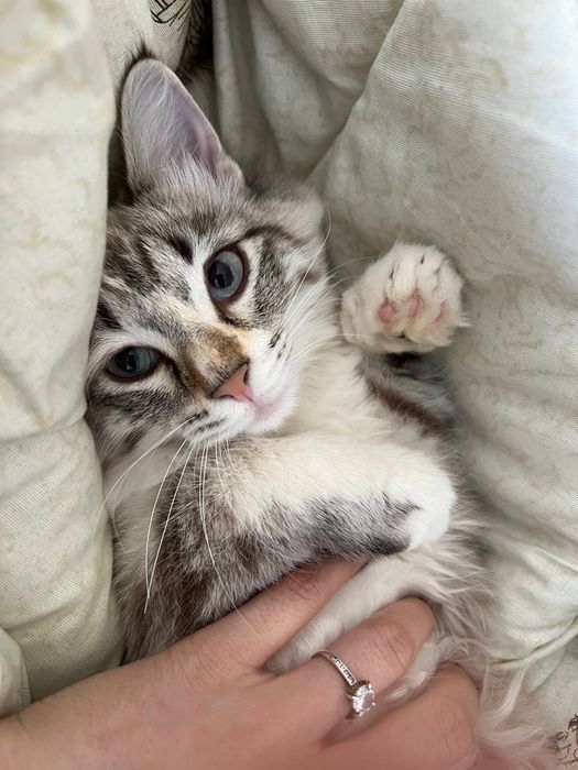 Ajoyib imkoniyat narhini kelishamiz