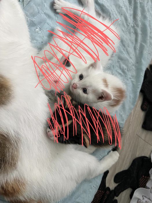 Отдам котят в добрые руки