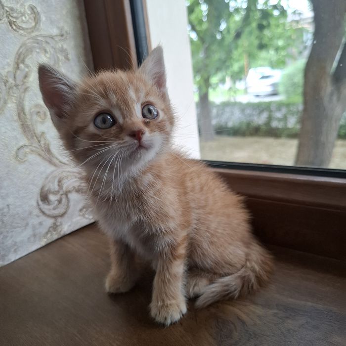 Mushukcha 1.5 oylik  uy mushugi
