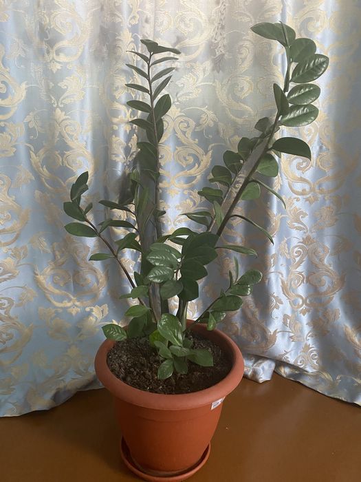 Комнатный цветок