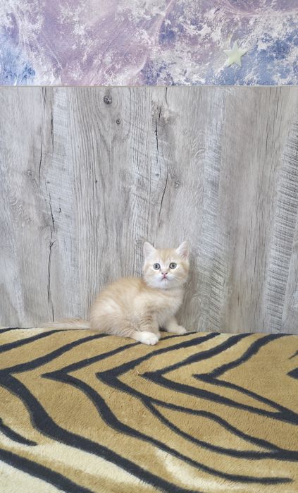 Шотландский скотиш страйт