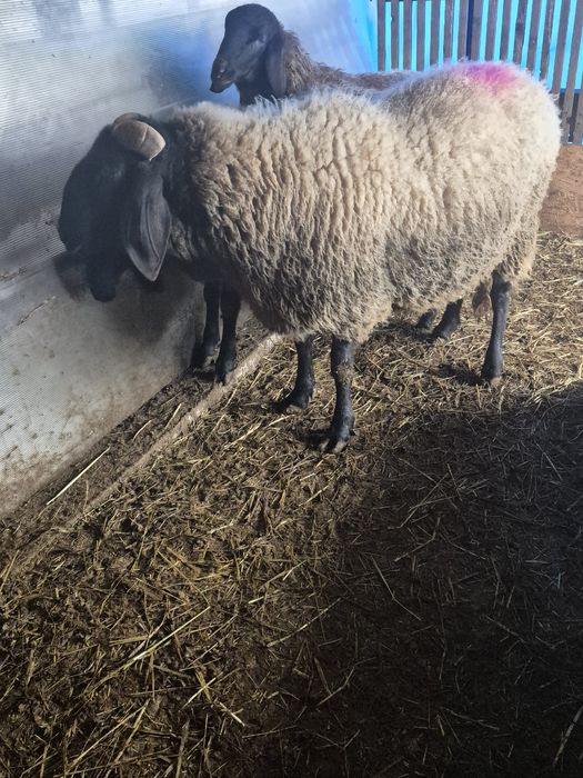 Vând berbeci carabasi sârbești