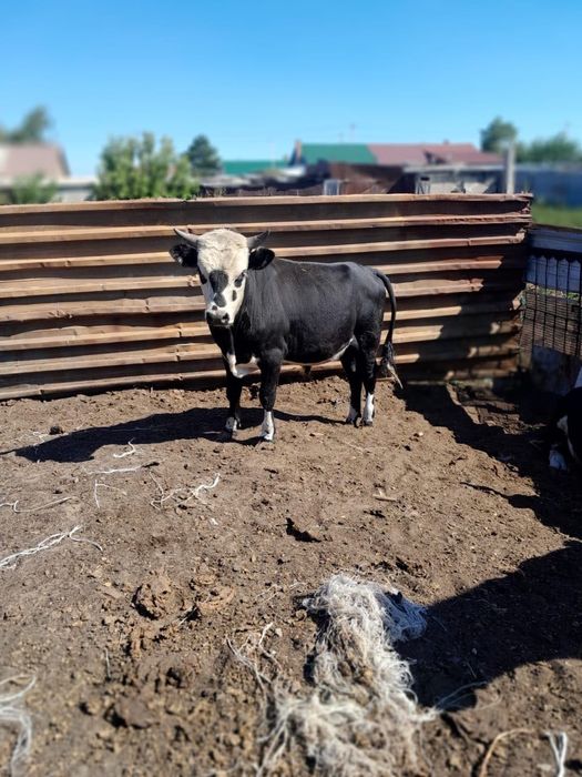 Продам Быков 1,5 года