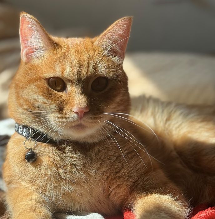 Кошка(коко) безплатно