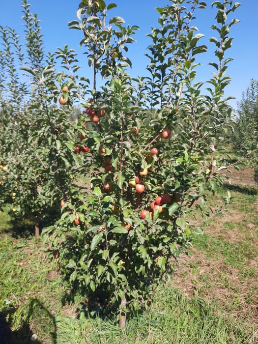 Продам яблоки собственного сада