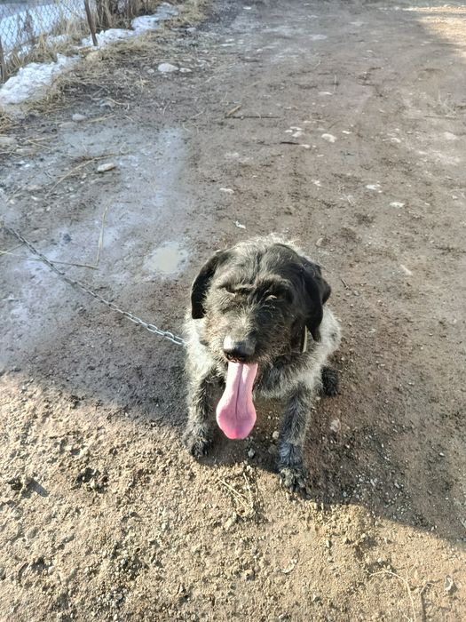 Дратхар сучка 3 года