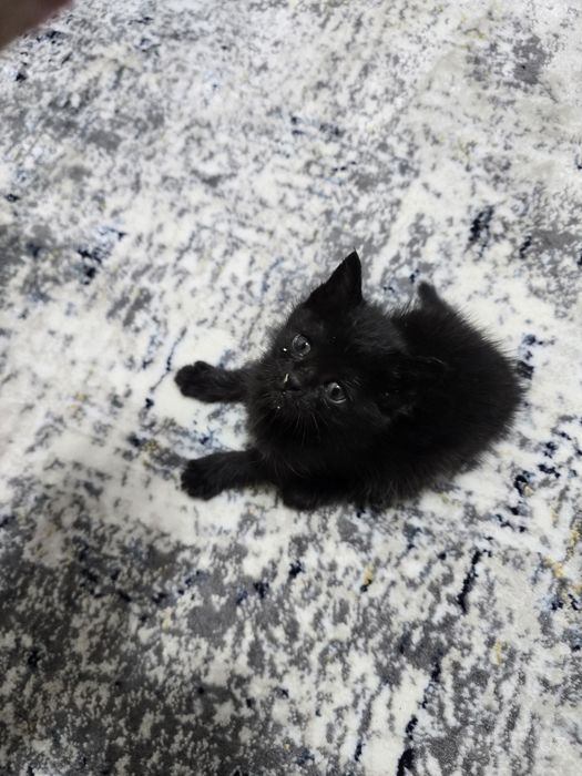 Бесплатно отдам КОТЁНКА в добрые руки