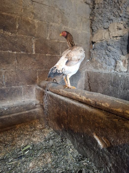 Продам даканок  срочно