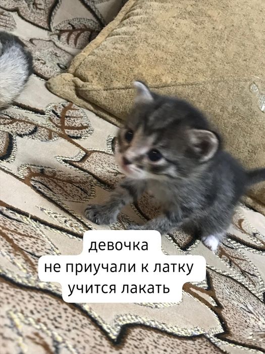 отдам котят в добрые руки