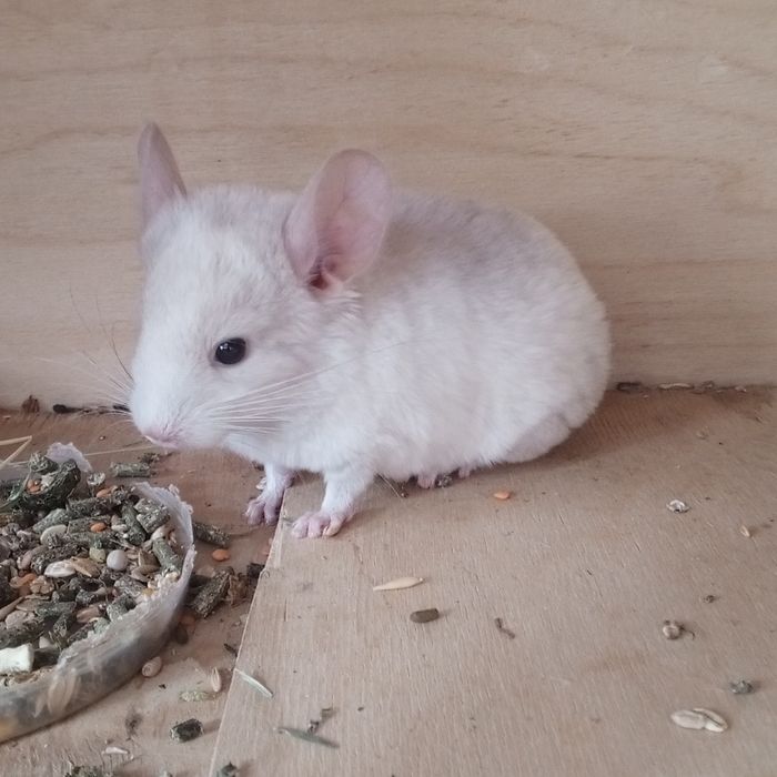 Бронь на мальчика шиншиллу