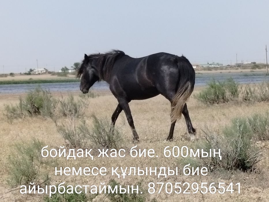 Жастан кеткен бұқа сатылады