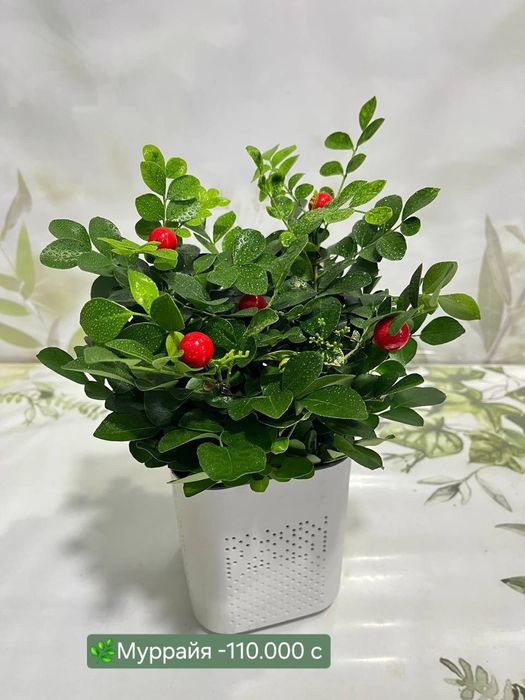 Рускус, Муррайя, Калатея и др