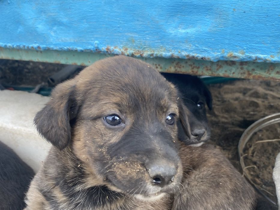 Шенки умные пародистые