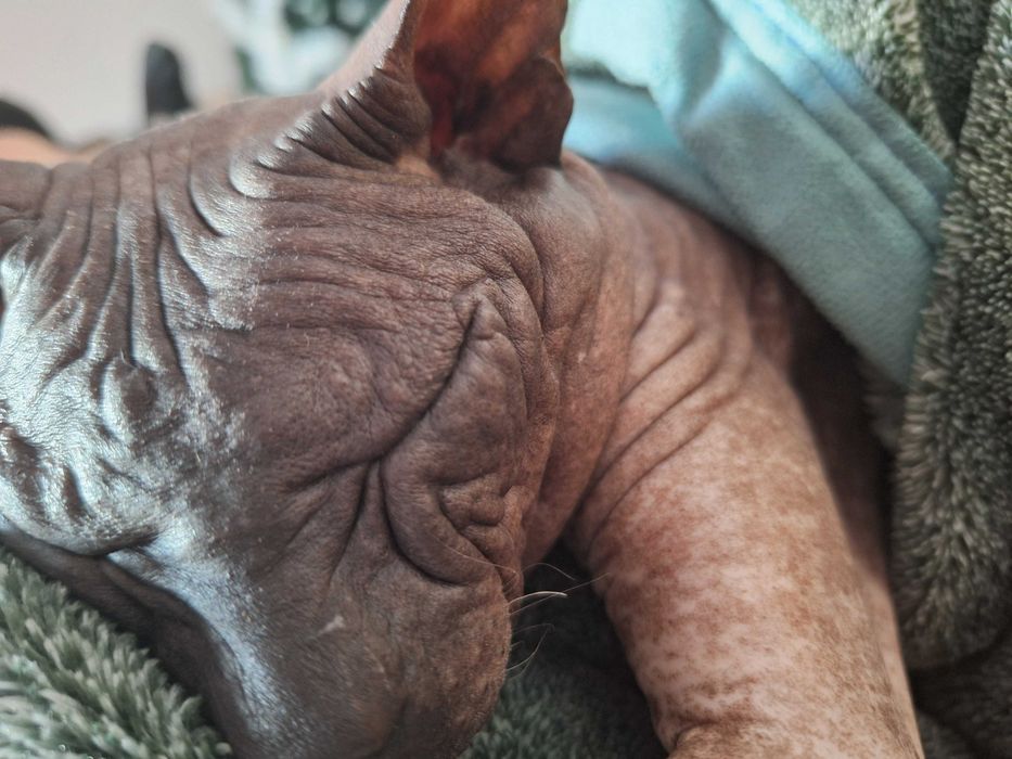 Донской Сфинкс вязка