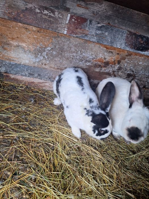 Vând iepuroi tânăr