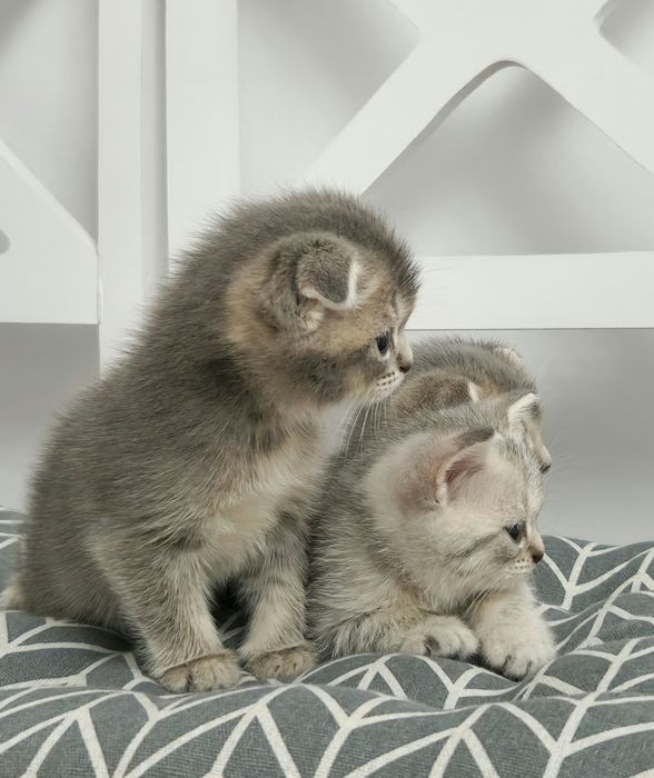 котята британские