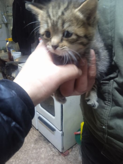 Отдам котят в добрые руки