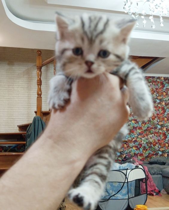 ШотЛандСкие котЯта #