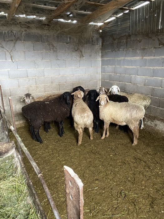 Продам тохтушек с откорма