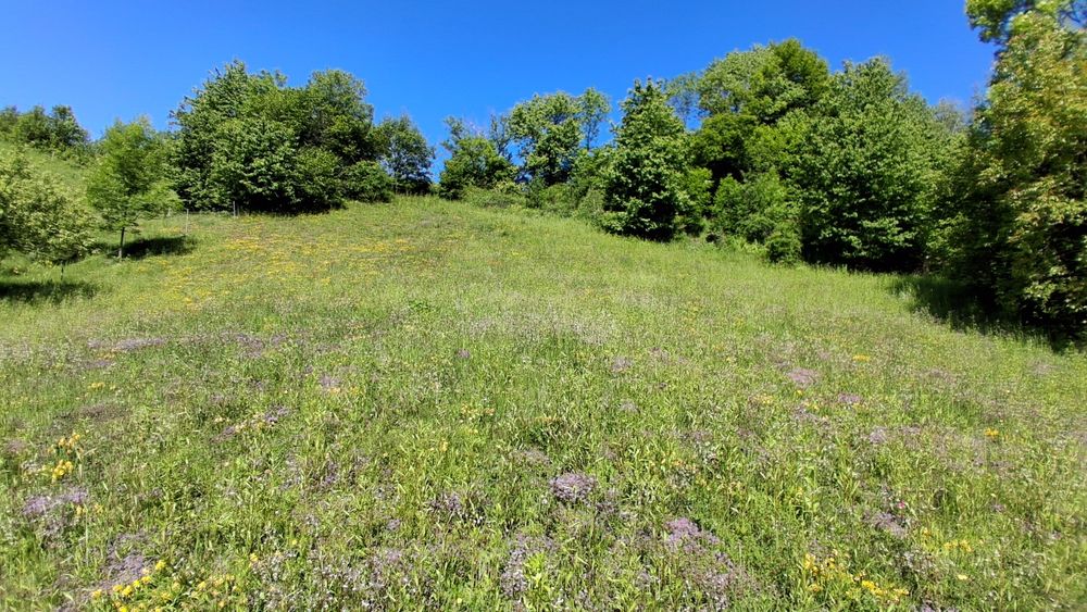 Teren intravilan 4500mp de vânzare Poiana Marului Brasov