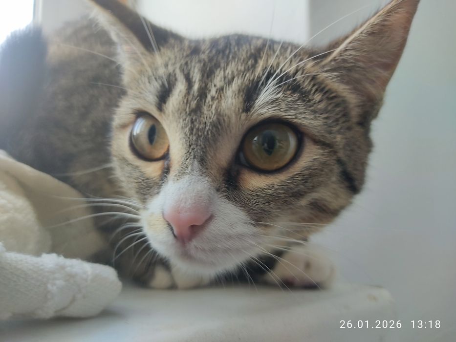 Кошки бесплатно.