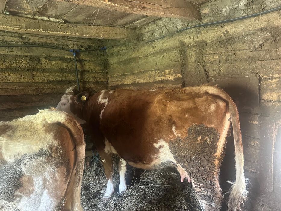 Vand la pachet cele 2 vaci