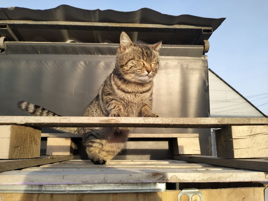 Стерилизованная кошка ищет дом!