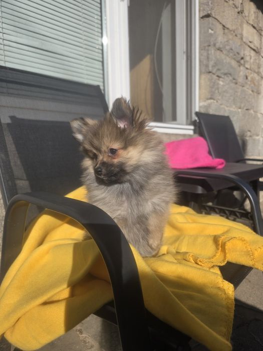 Померан померанче