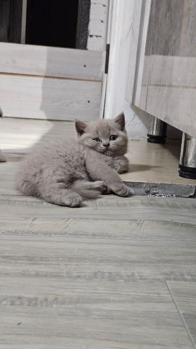 британские котята