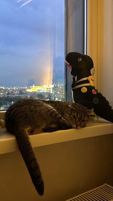 Кошка Американский керл