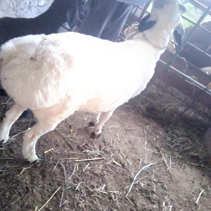 Qo'chqor sotilade yeb ichishe yaxshe tayor bo'gan  keleshtereb beraman