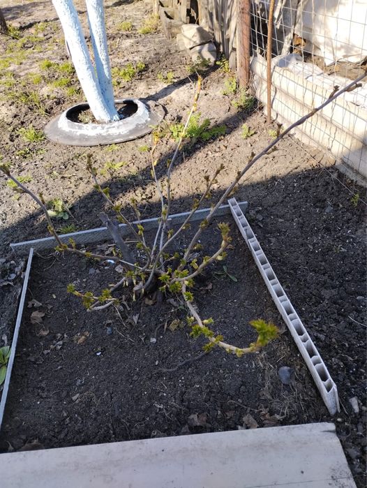 Продам Кусты Смородины