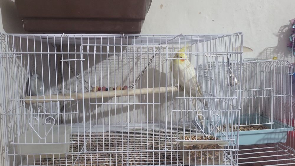 Продаётся корелла