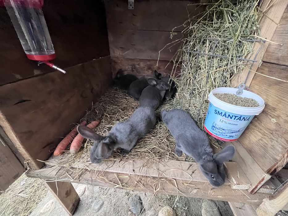 Iepurasi rasa Rex Albastru din 05.01.2026