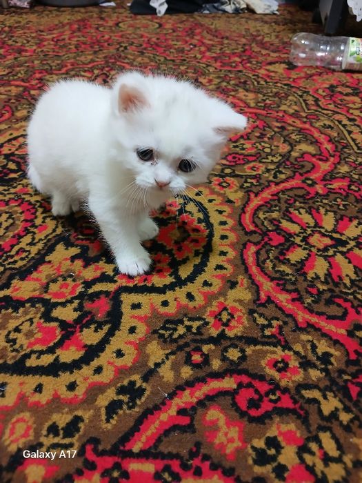 британской короткошерстной  Кошка продаётся