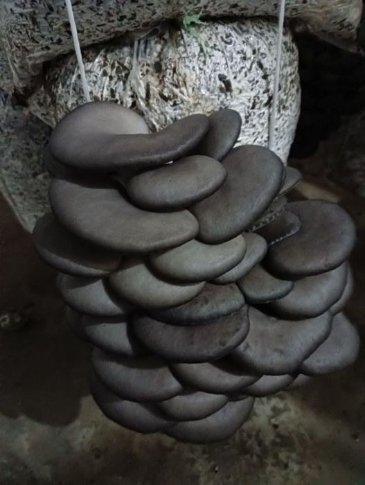 Qo'ziqorin urug'i ,Семена мицелий Грибов вешинки  КА 17 штп