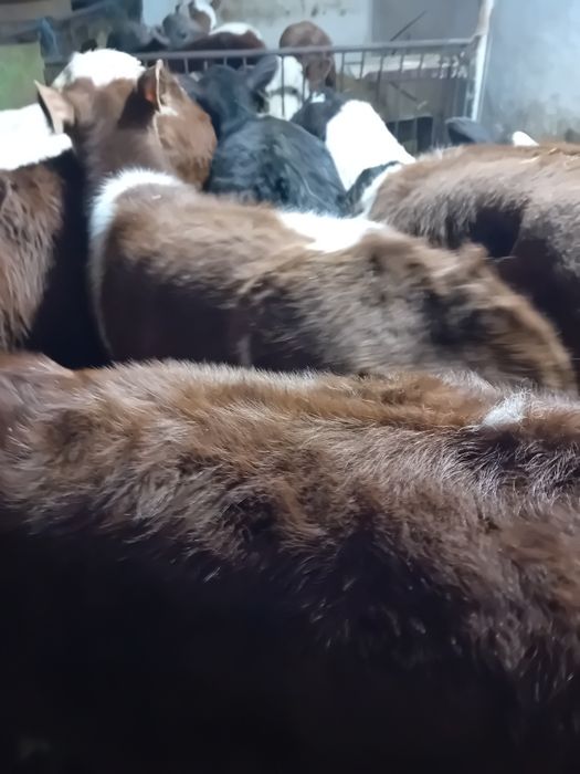 Taurasi și vitele baltati, belga și angus intarcati