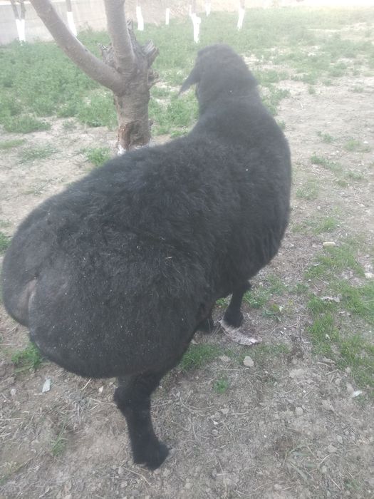 Qŏchqor sotiladi