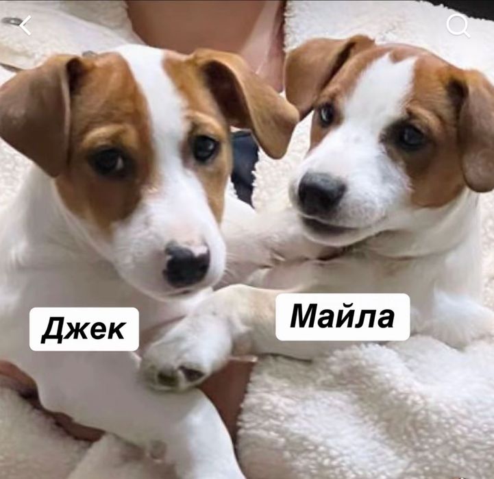 Джек Рассел терьер собаки