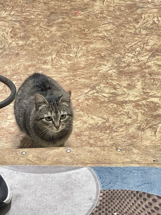 Отдам 2ух кошек и кота в добрые руки.