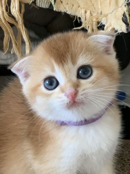 Продам золотушек шиншилок