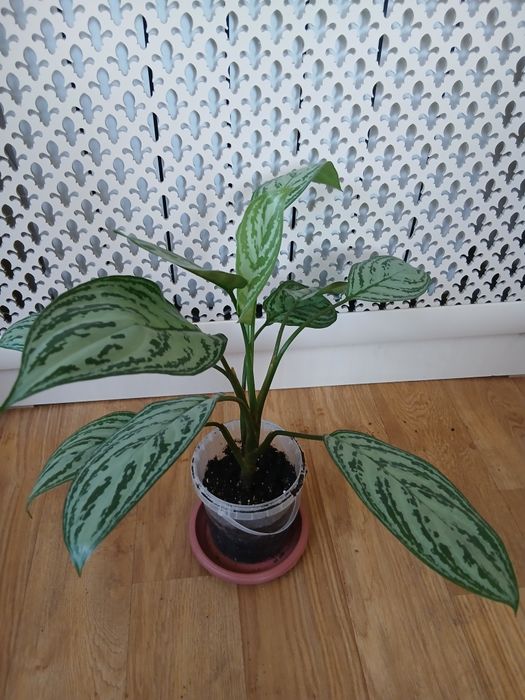 Аглаонема (Сильвер  квин)