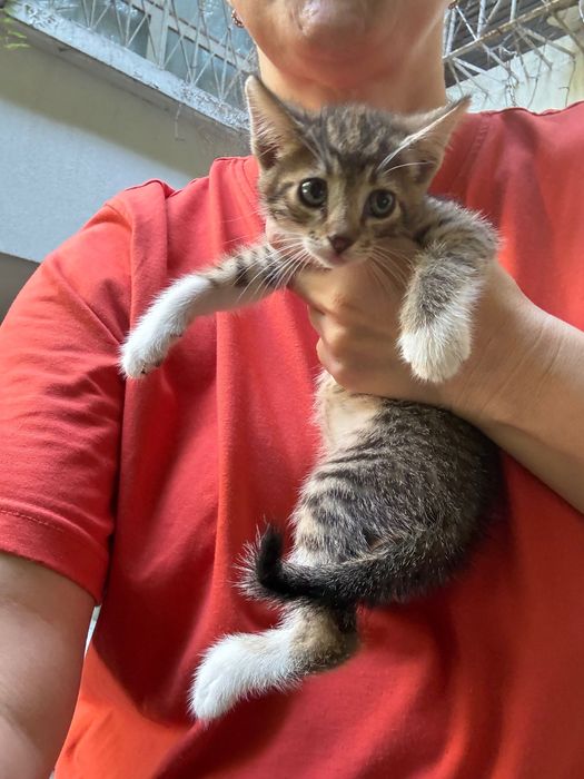 Pisoi pentru adopție Bucuresti