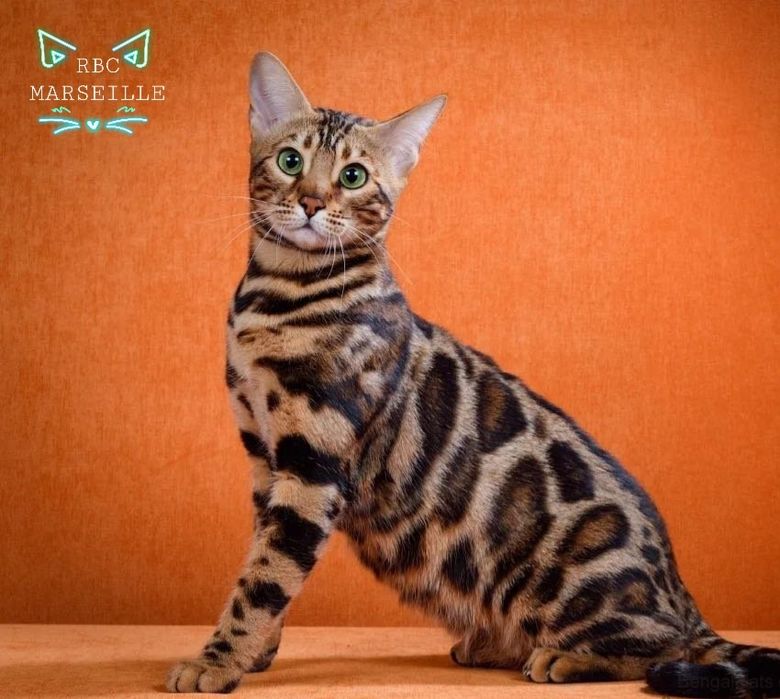 КЛУБHЫЕ "Бенгальские котята"