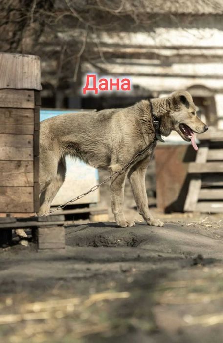 Дарю в добрые и ответственные руки