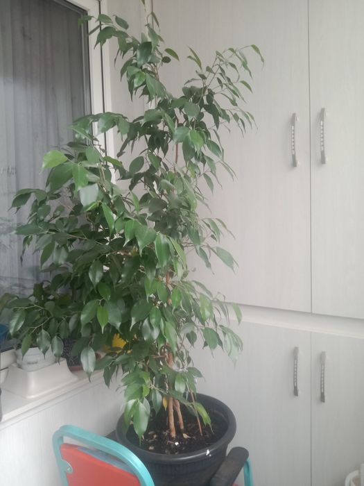 Фикус бенджамина 20,000т