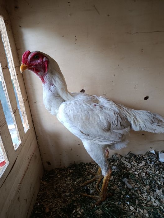 Продам Дакан сентябр