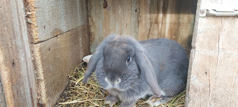 Iepurași drăgălași